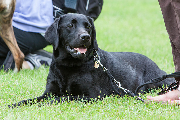 RSPCA Dog Day Afternoon