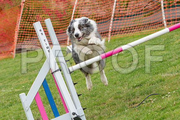 2044_SpringersFunDay2019_craigshawphoto