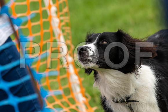 1298_SpringersFunDay2019_craigshawphoto