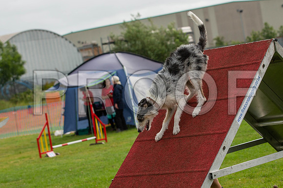 0527_SpringersFunDay2019_craigshawphoto