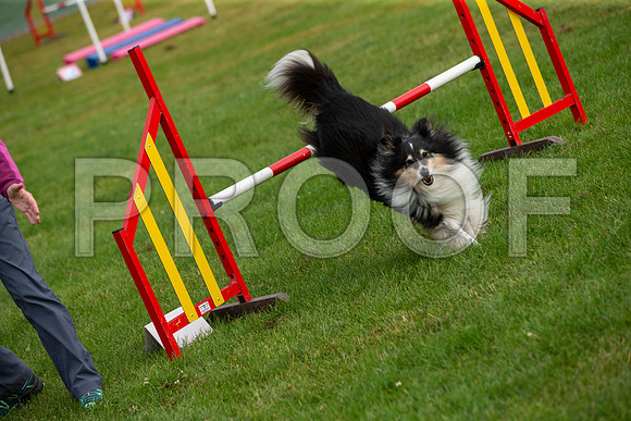 0624_SpringersFunDay2019_craigshawphoto