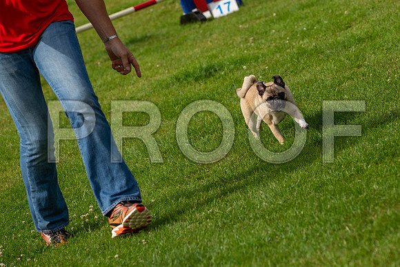 0805_SpringersFunDay2019_craigshawphoto