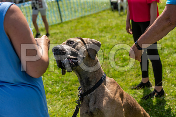 2450__PAWSFundogShow_July2022_cshaw