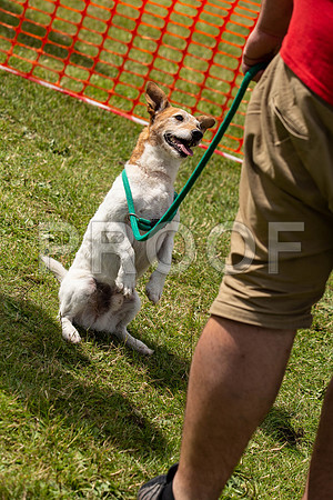 3432_SpringersFunDay2019_craigshawphoto