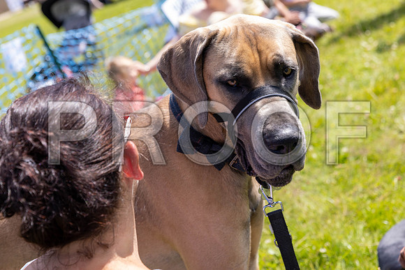 1355__PAWSFundogShow_July2022_cshaw