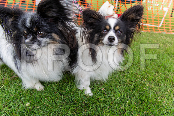 2994_SpringersFunDay2019_craigshawphoto