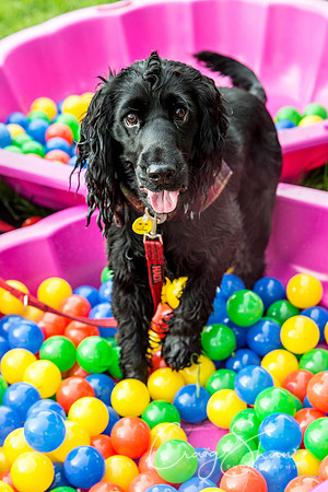 291_Woofstock2016_craigshaw