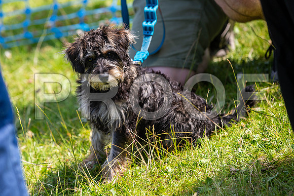 2760__PAWSFundogShow_July2022_cshaw