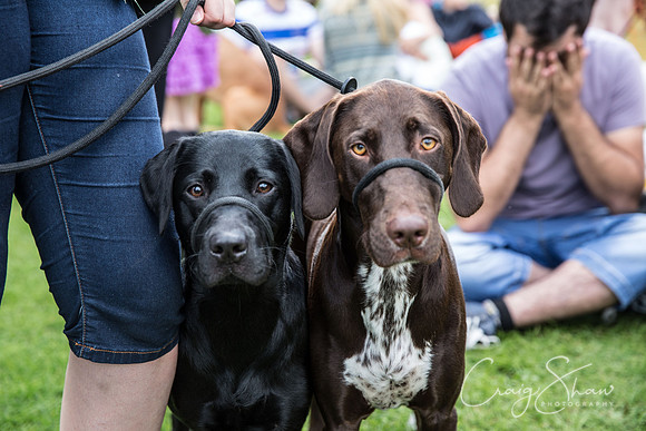2020_K9Partyinthepark2014_RSPCAHalifax_bluplanetphoto