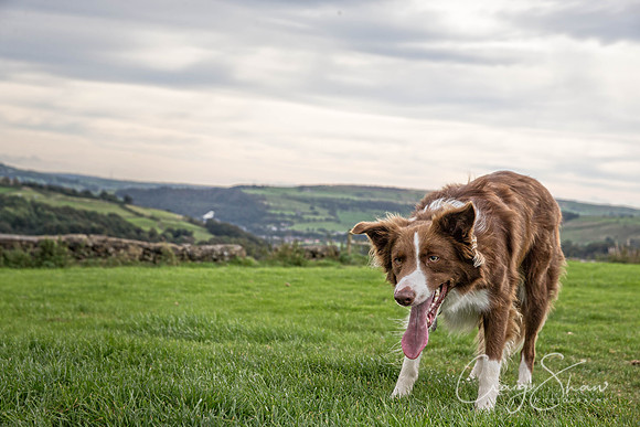 157_Woofstock2016_craigshaw