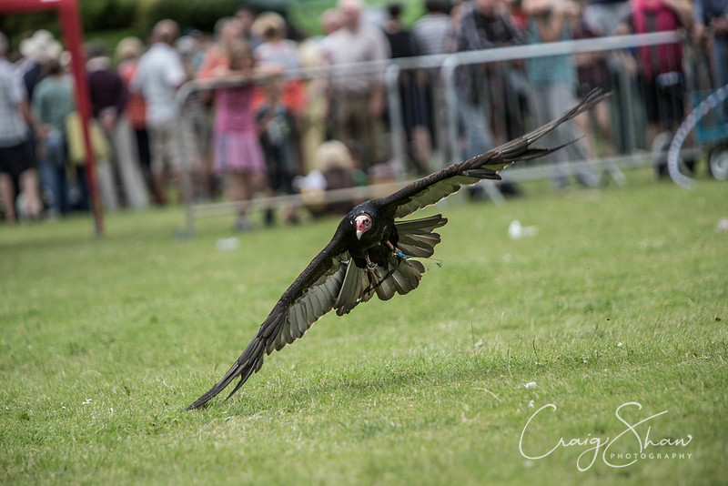 786_TodAgriculturalShow2014__bluplanetphoto