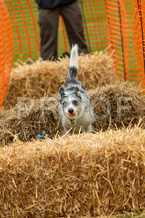 2098_SpringersFunDay2019_craigshawphoto-2