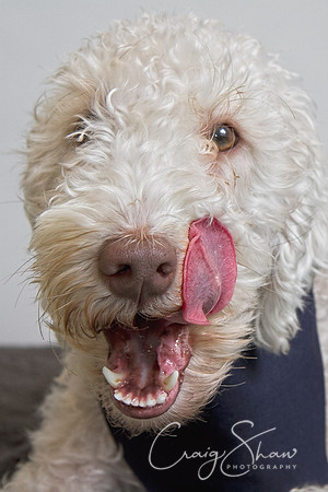 Vets4Pets RSPCA Fundraiser