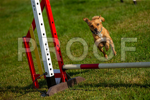 0132_SpringersFunDay2019_craigshawphoto