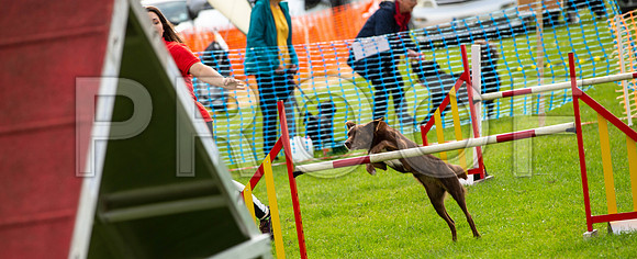 0810_SpringersFunDay2019_craigshawphoto