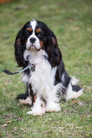 172_BarkintheParkHuddersfield_2014_bluplanetphoto
