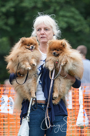 RSPCA Dog Day Afternoon