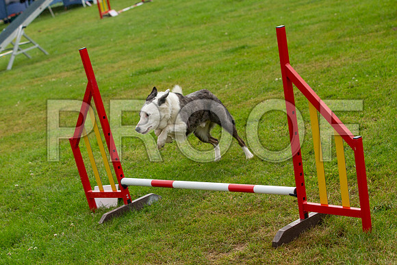 0442_SpringersFunDay2019_craigshawphoto