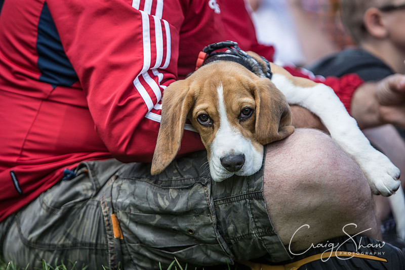 849_K9Partyinthepark2014_RSPCAHalifax_bluplanetphoto