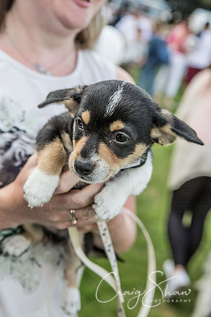 1822_K9Partyinthepark2014_RSPCAHalifax_bluplanetphoto