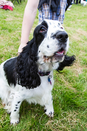 RSPCA Dog Day Afternoon