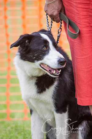 RSPCA Dog Day Afternoon