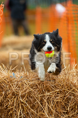2743_SpringersFunDay2019_craigshawphoto