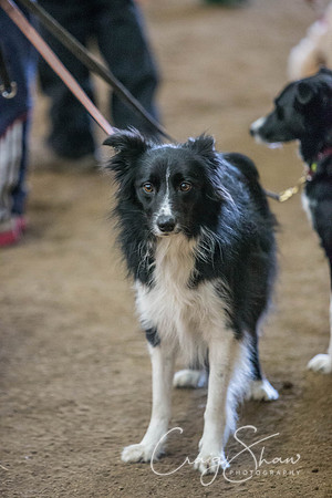 1779_springfling2015_bluplanetphoto