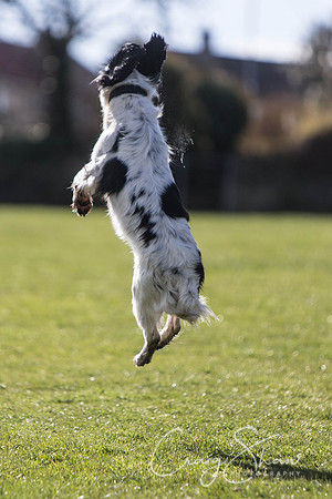 1502__SpringersFunDay_March2014_bluplanetphoto