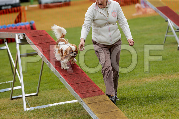 2695_SpringersFunDay2019_craigshawphoto
