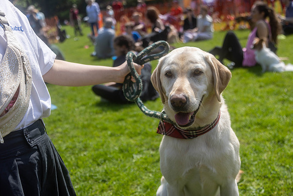 2087_HebdensHappyHounds2024_Cshaw-