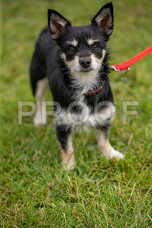 0310_SpringersFunDay2019_craigshawphoto