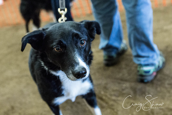 1699_springfling2015_bluplanetphoto