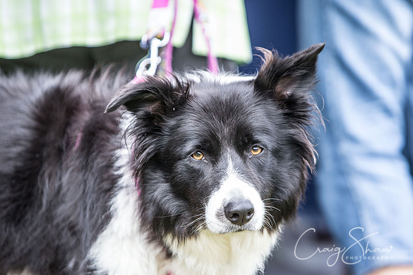 78_K9Partyinthepark2014_RSPCAHalifax_bluplanetphoto