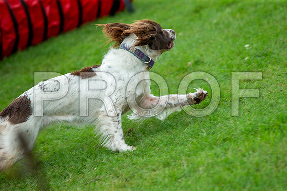 1079_SpringersFunDay2019_craigshawphoto
