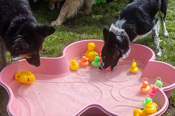 1797_HebdensHappyHounds2024_Cshaw-