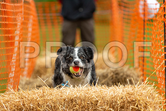 2259_SpringersFunDay2019_craigshawphoto