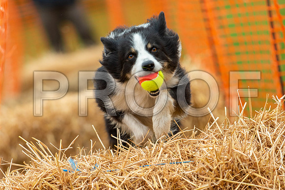 2742_SpringersFunDay2019_craigshawphoto