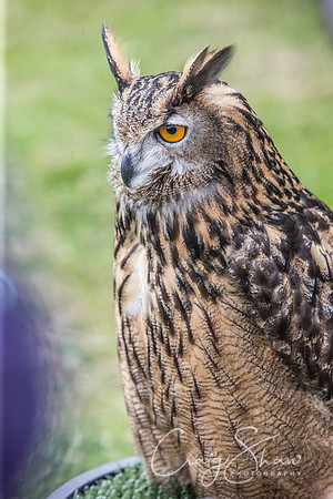 753_TodAgriculturalShow2014__bluplanetphoto