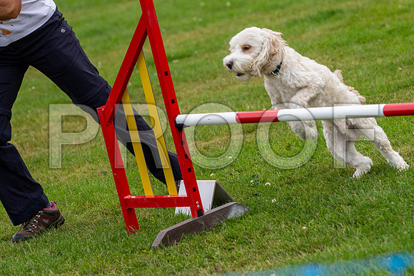 2513_SpringersFunDay2019_craigshawphoto