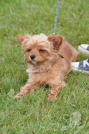 RSPCA Dog Day Afternoon