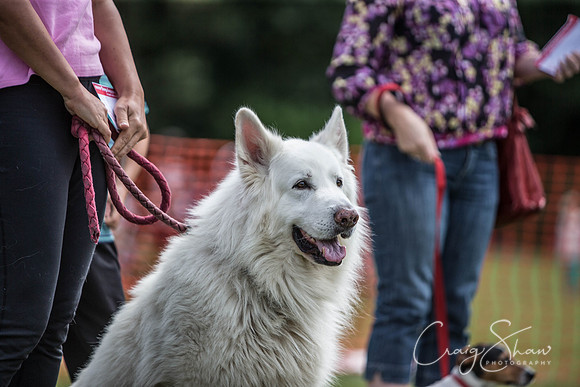 170_HebdenHappyHounds_2014_bluplanetphoto