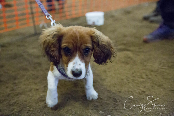 293_springfling2015_bluplanetphoto