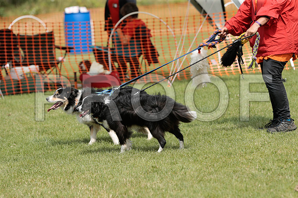 3069_SpringersFunDay2019_craigshawphoto