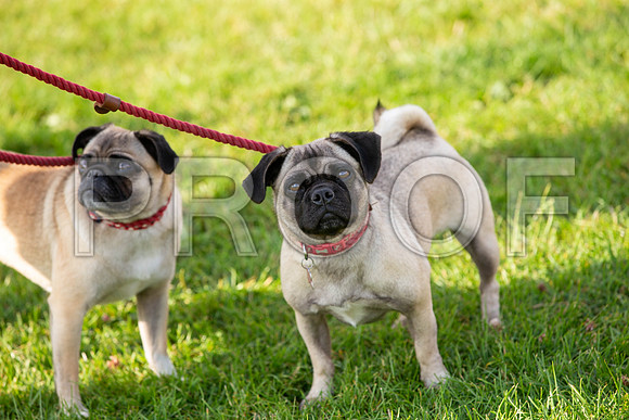 0208_SpringersFunDay2019_craigshawphoto