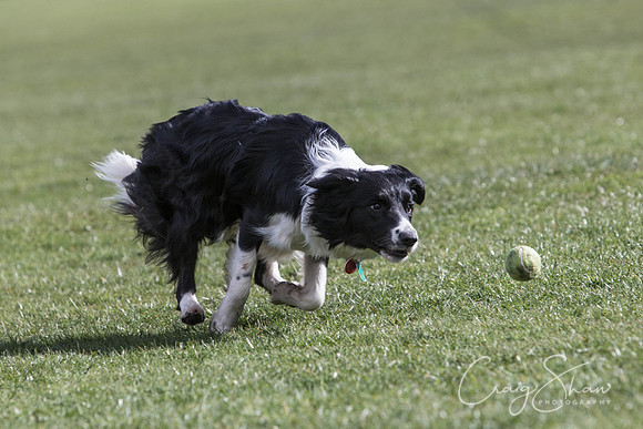 1299__SpringersFunDay_March2014_bluplanetphoto