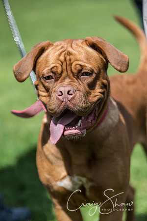 895_K9Partyinthepark2014_RSPCAHalifax_bluplanetphoto