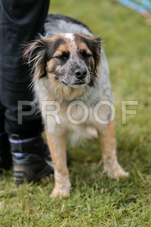 3377_SpringersFunDay2019_craigshawphoto