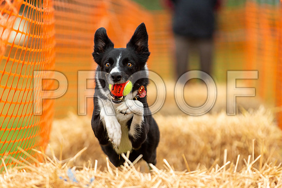2893_SpringersFunDay2019_craigshawphoto
