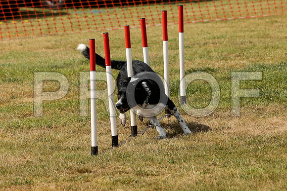3325_SpringersFunDay2019_craigshawphoto